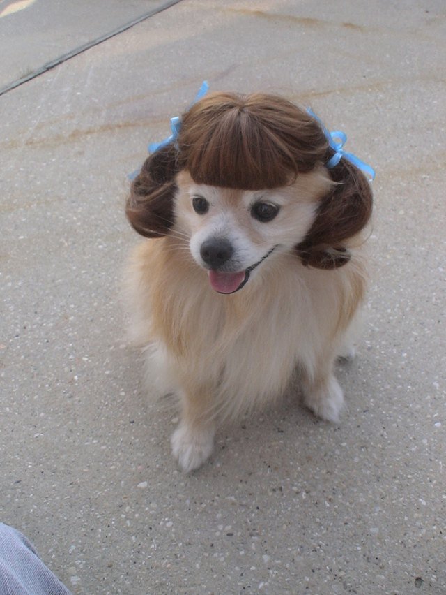 Cute dog in wig that has pignails