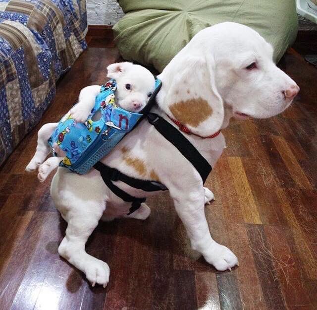 Dog wearing a backpack with a puppy in it.