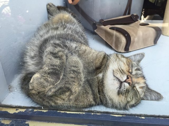 Happy-looking cat sleeping on a windowsill.
