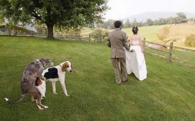 Dogs humping in wedding photo