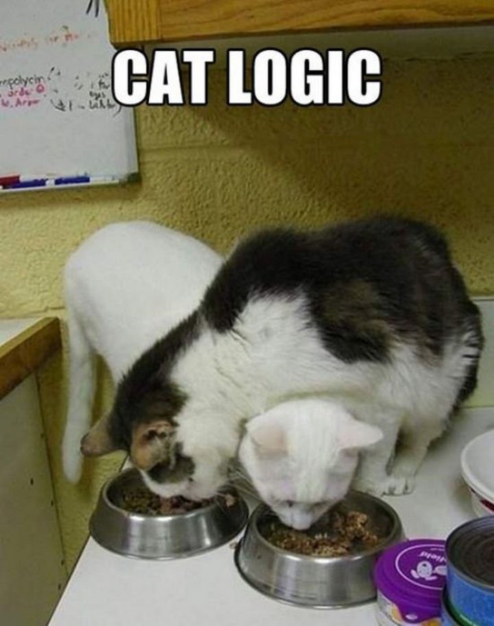 21 Cat Logic Photos - Food always tastes better if it