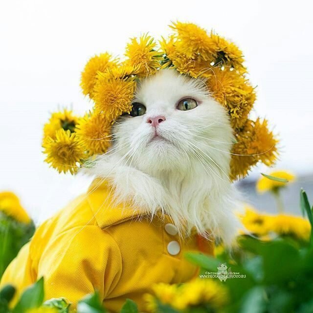 Cat wearing a flower crown.