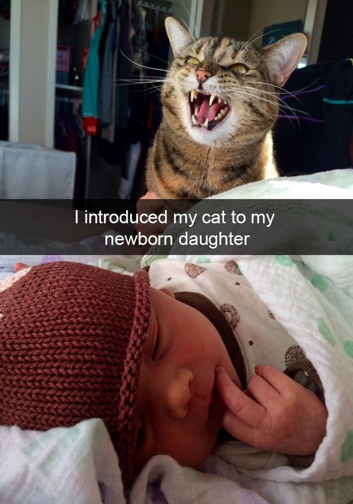 24 Hilarious Cat Snapchats That Will Make Your Day Instantly Better