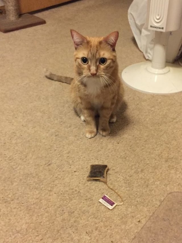 Cat with a used tea bag
