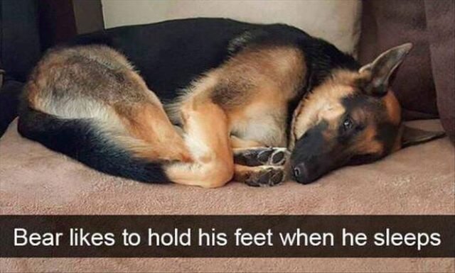 Dog holding his feet while he sleeps
