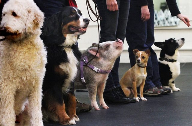Obedient pig on a leash in line with dogs.
