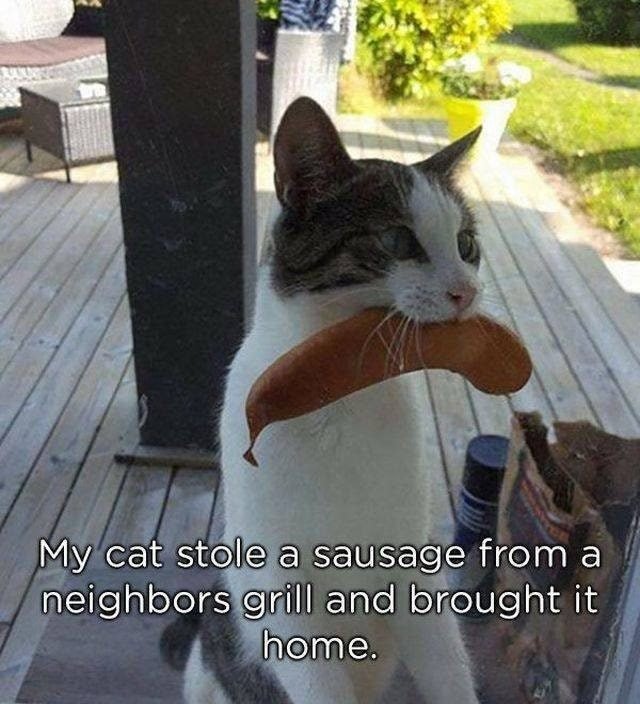 Cat holding sausage in its mouth.