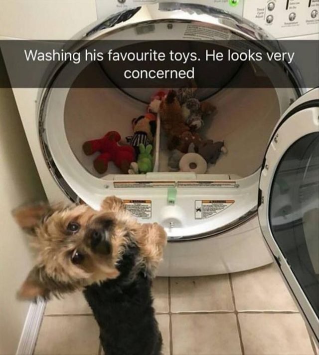 Yorkie looking at his toys in dryer looking very concerned