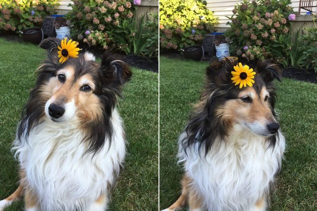 Collie wearing a flower behind its ear.