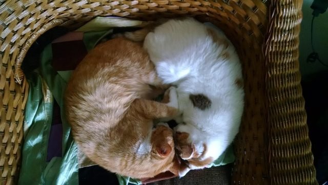 Two cats sleeping with their heads pressed together.