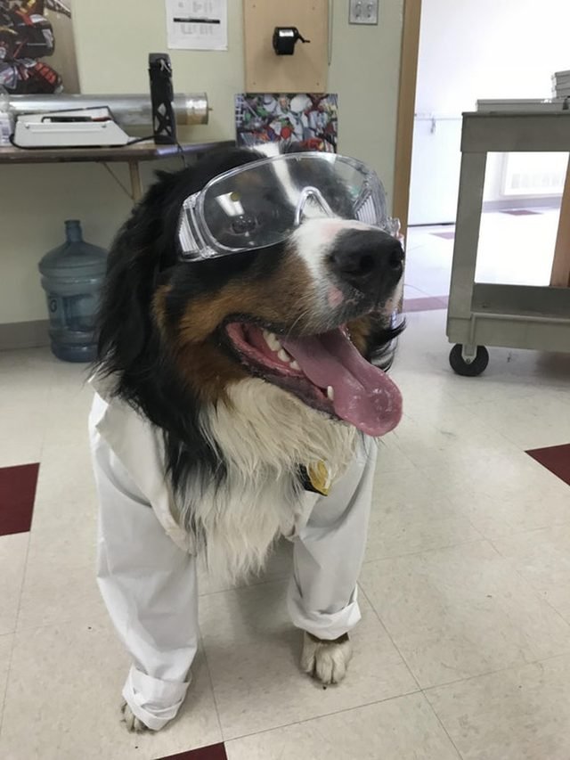 Dog in lab coat and safety goggles.