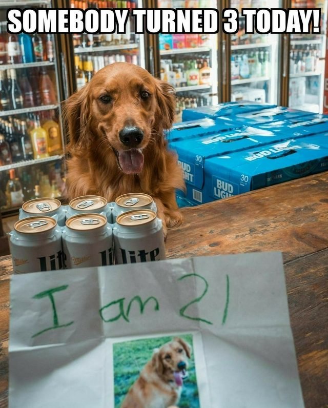 Dog attempting to buy beer.