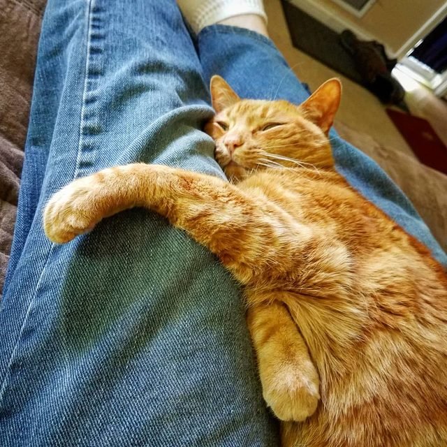 21 reasons why orange tabby cats are the best tabby cats