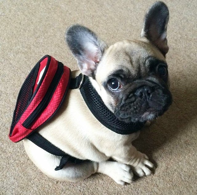 Puppy wearing a backpack.