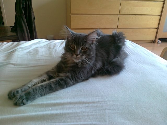 Maine Coon kitten with long legs