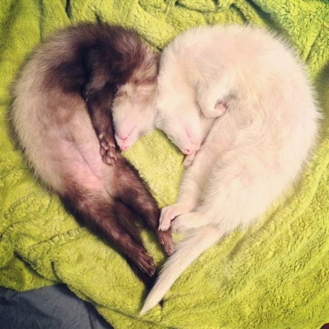 Two sleeping ferrets curled in a heart shape.