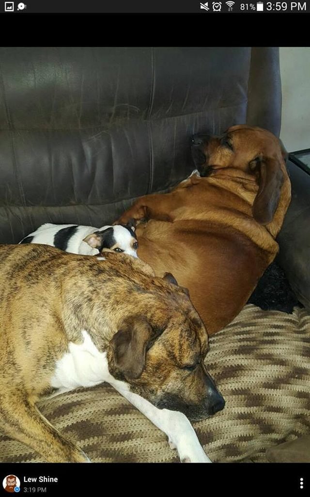 Pile of sleeping pups