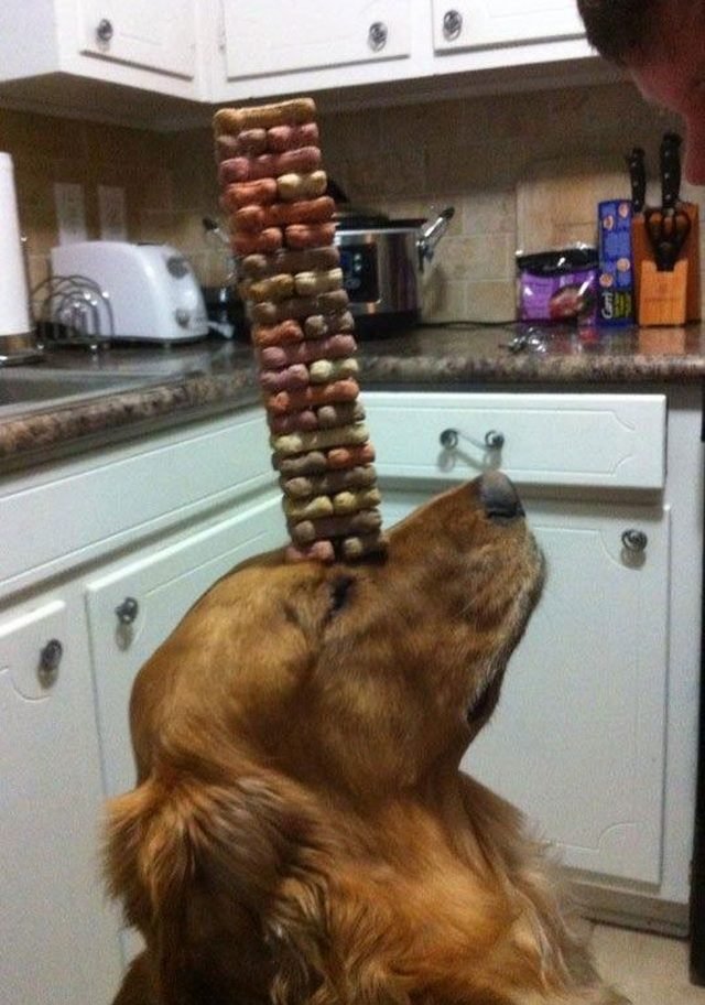 Dog with a stack of treats balanced on its nose.