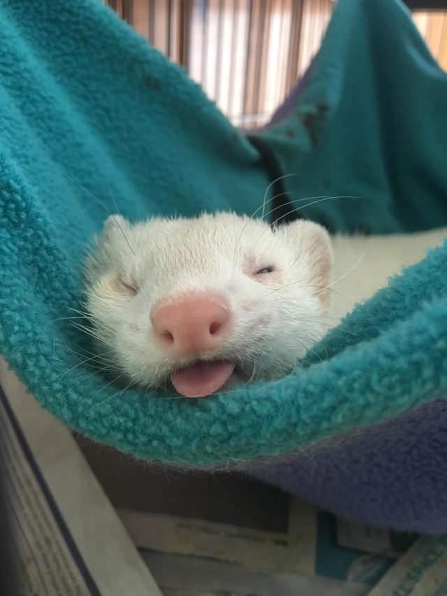 Ferret with one eye open and tongue poking out.