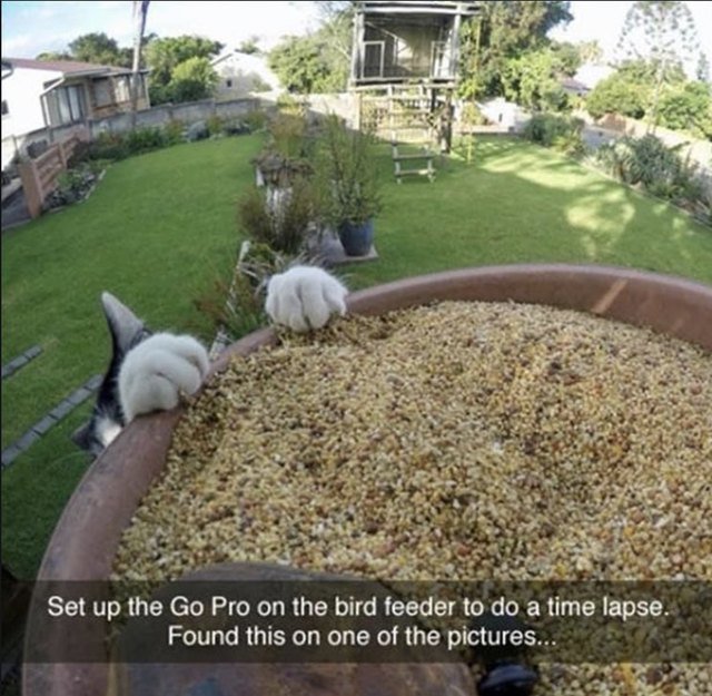 Cat trying to catch birds at a bird feeder