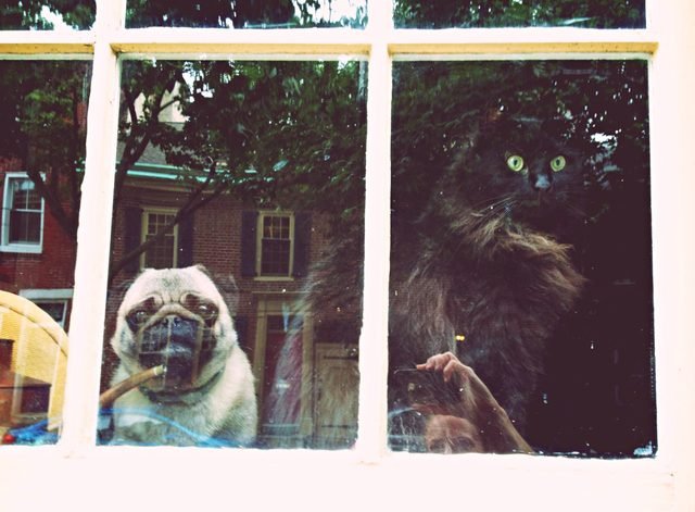 Cat and pug looking through window.
