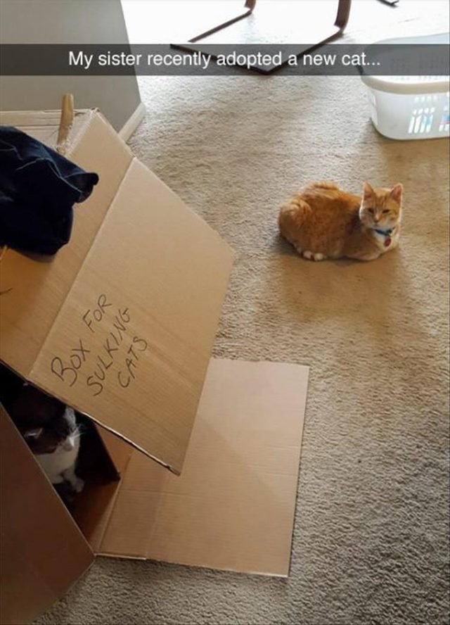 Cat sitting in a box that is labeled "box for sulking cats" and there is a new cat