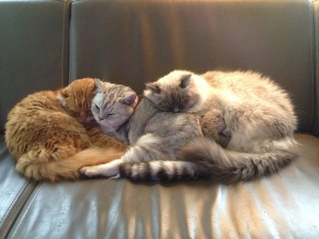 Three cats sleeping huddled together.