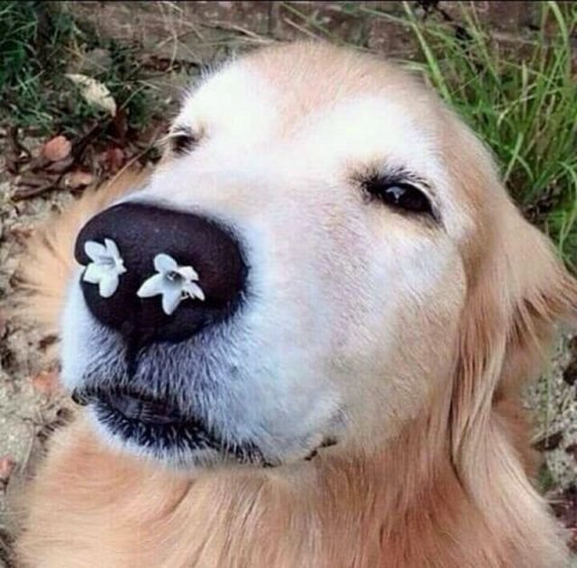 Dog with flowers in its nostrils.