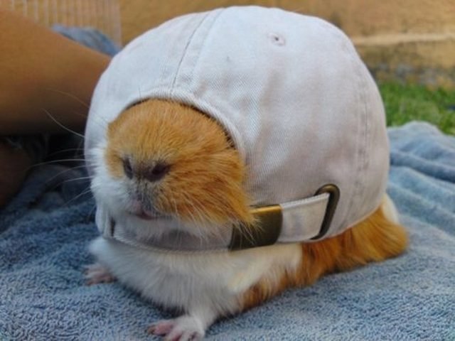 Guinea pig with human-sized baseball hat covering its eyes.