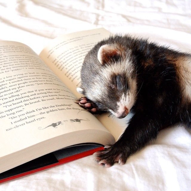 Ferret sleeping on an open book.