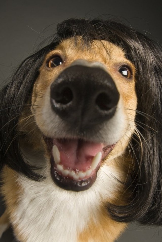 Happy dog in a brunette wig