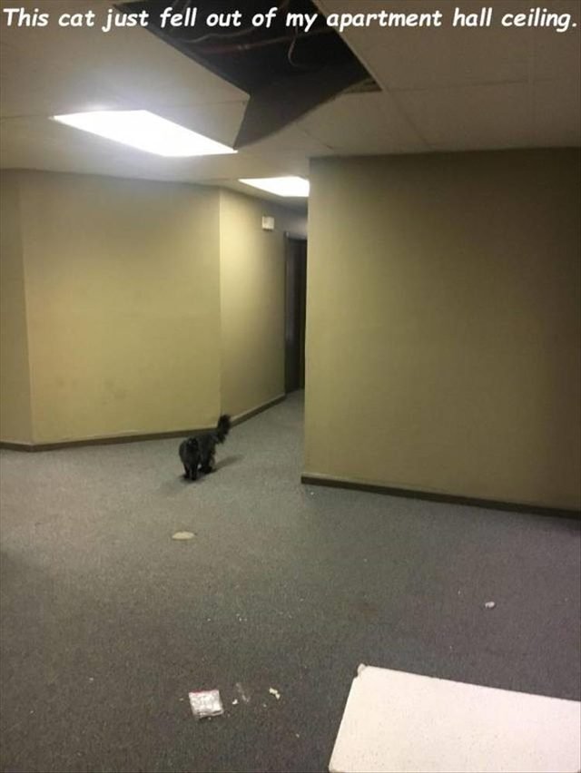 Cat fell out of apartment hall ceiling