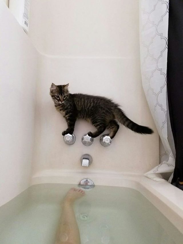 Cat stuck on bathtub faucet and the tub is full of water!