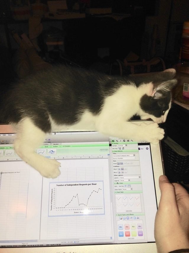 Kitten biting laptop displaying line graph.