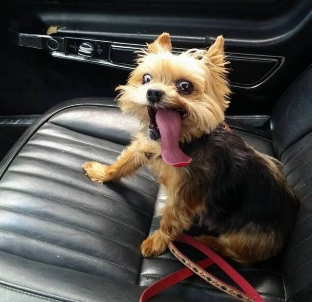 A very excited little yorkie in a car