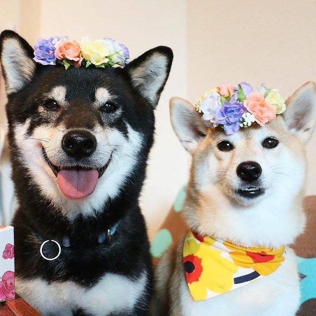 Dogs wearing flower crowns