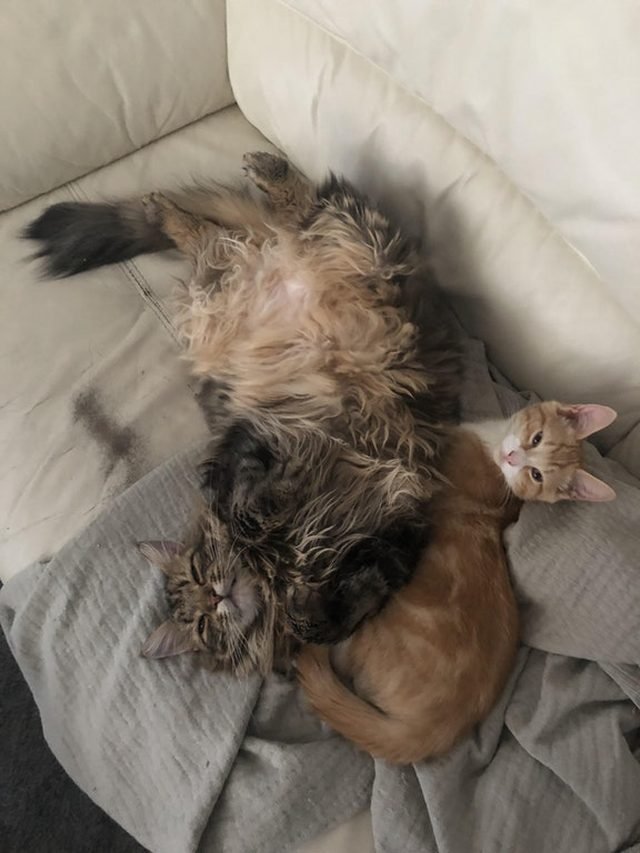 Two cats - one with a very furry belly