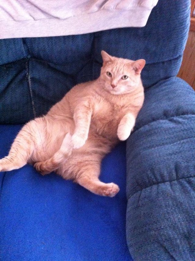 Silly cat poses guaranteed to make you LOL
