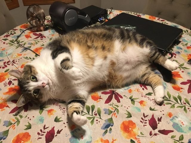Tubby cat belly
