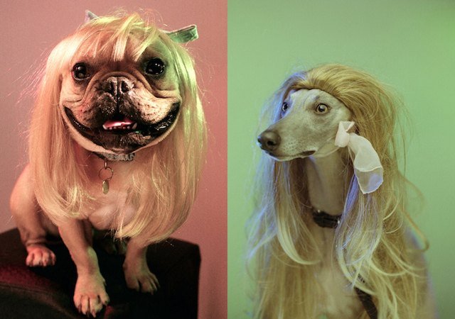 Two dogs in blonde wigs
