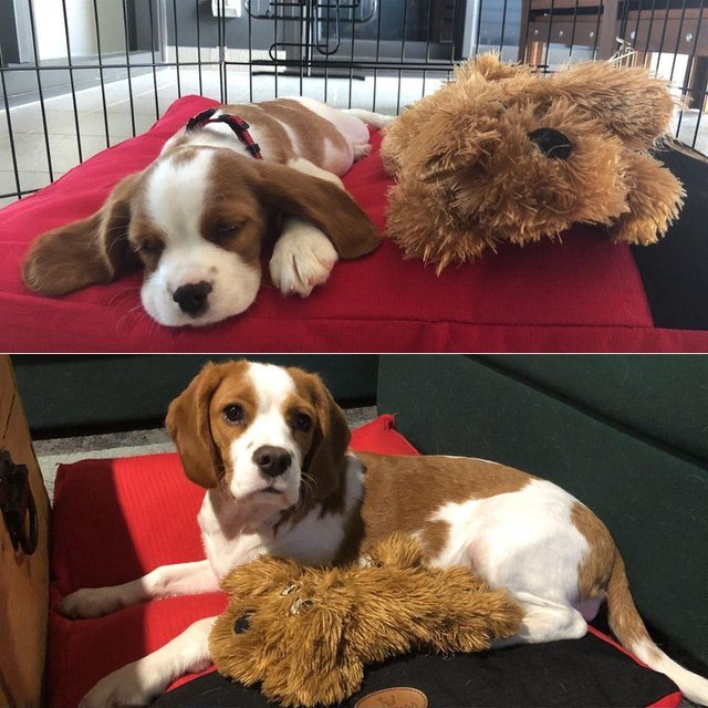 Side-by-side photos of dog with stuffed animal as a puppy and an adult.