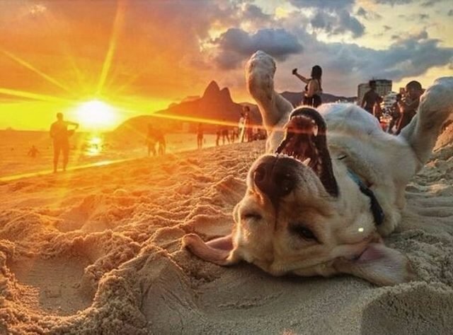 Dog lying on its back on the beach while the sun sets.