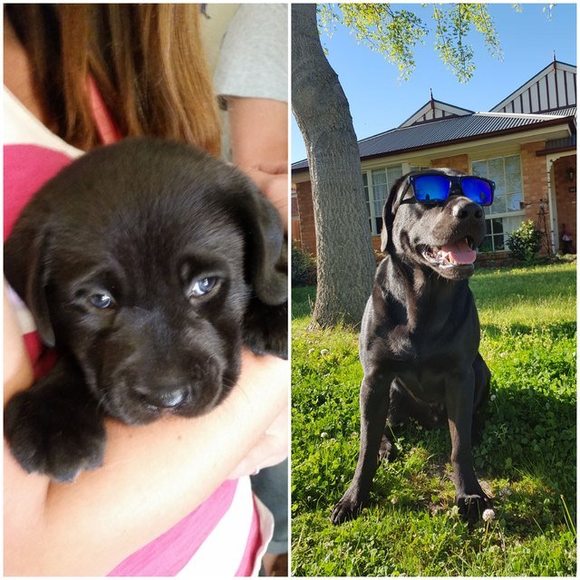 Side-by-side photos of dog as a shy puppy and an adult wearing sunglasses.