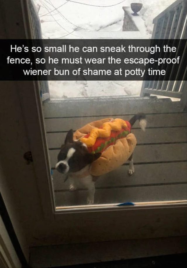 Dog has to wear hotdog costume to go outside because he is small and can sneak out of the fence