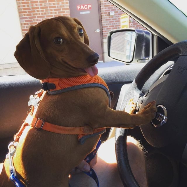 Dog leaning on car horn.