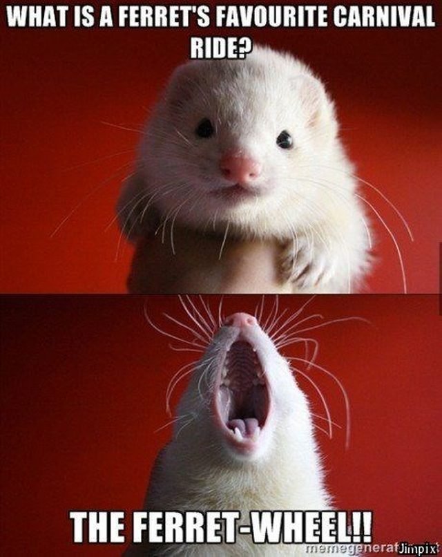 Ferret with caption: What