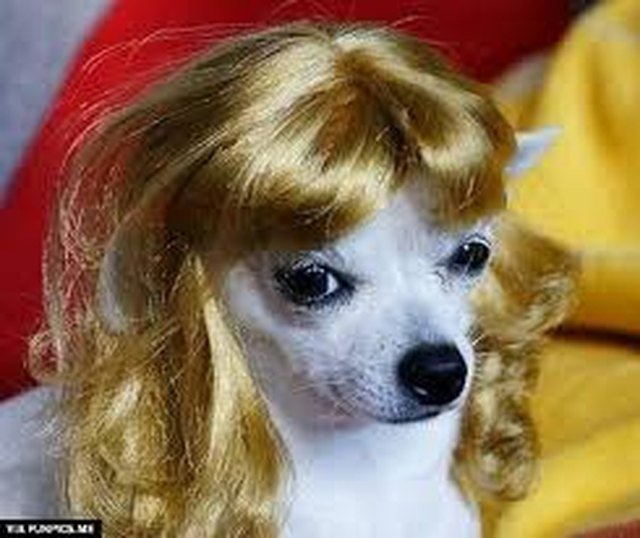 Dog with a curly blonde wig