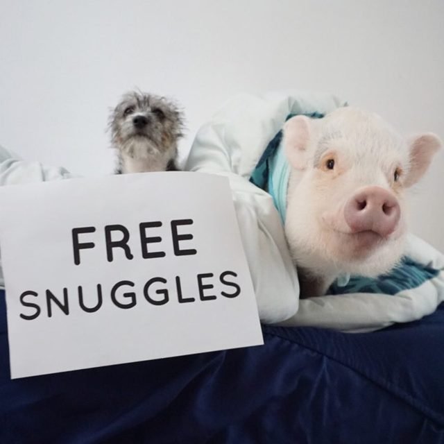 Pig and dog with sign that says "Free Snuggles"