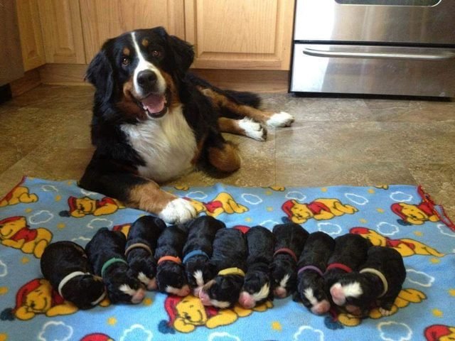 Bernese Mountain Dog with eleven newborn puppies.