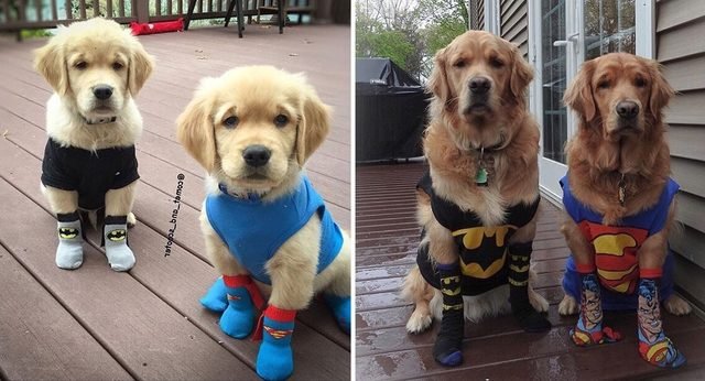Side by side photos of dogs dressed like superheroes as puppies and as adults.